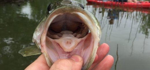 A picture of the top two pharyngeal teeth of a largemouth bass.