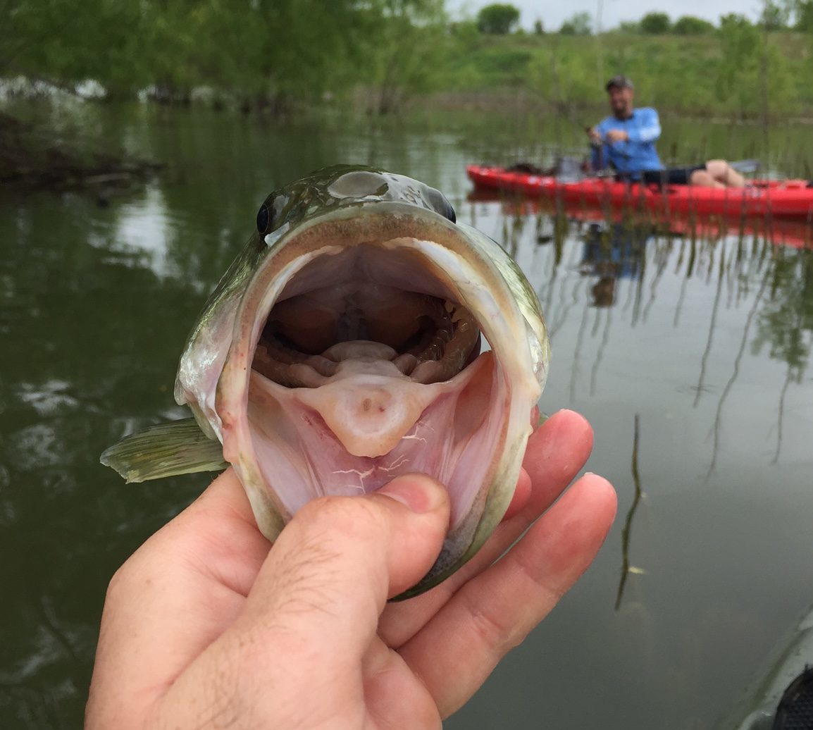 What Do Bass Eat?