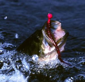 Largemouth Bass Eating Red Worm