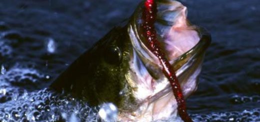 Largemouth Bass Eating Red Worm