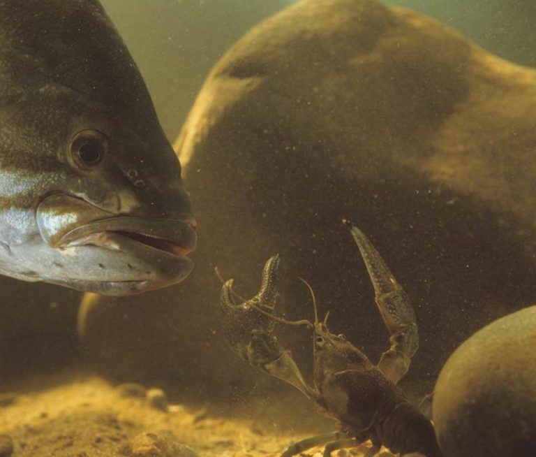 Largemouth bass illustration for bass facts