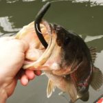 Largemouth Bass Caught with a Texas Rigged Senko © BassFishingFacts.com