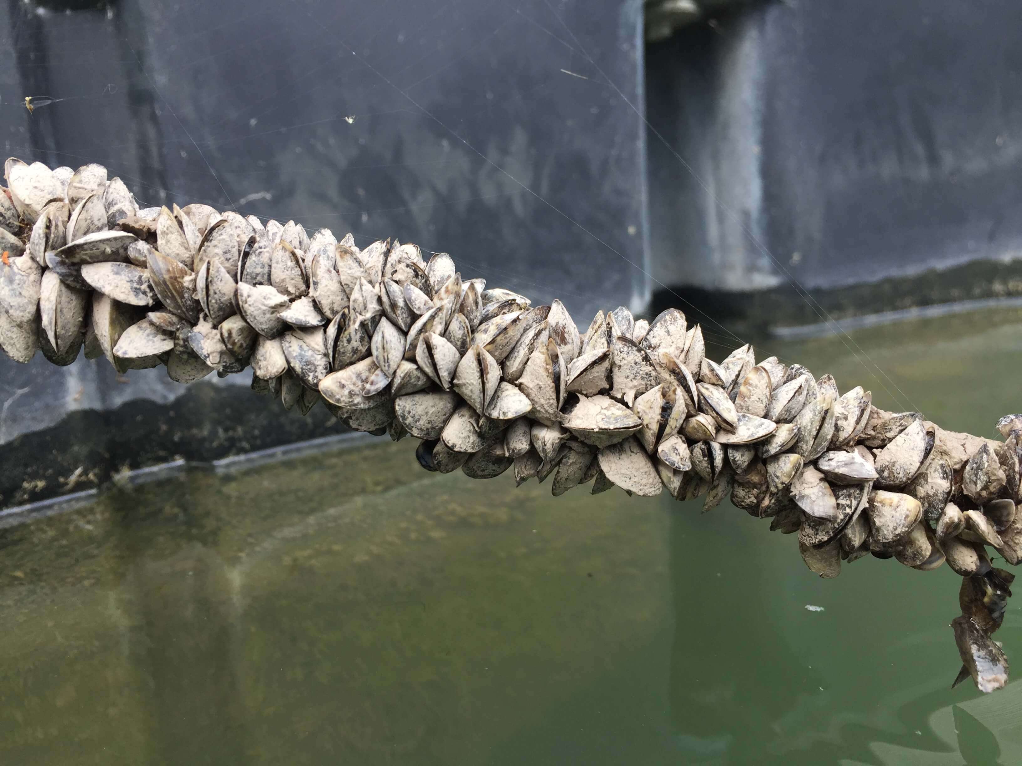Zebra Mussels on Dock Rope.