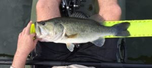 23 Inch Largemouth Bass on Hawg Trough 