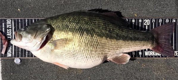 Nick Dulleck Lands World Record Spotted Bass | February 2017 | Q&A ...