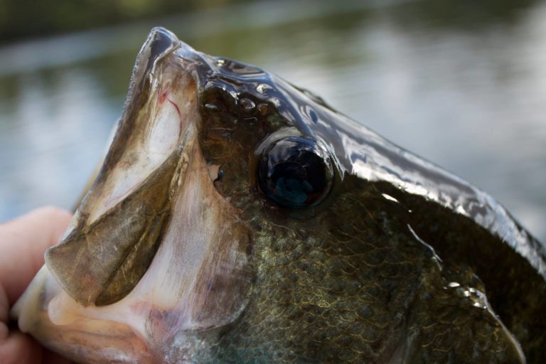 20 Largemouth Bass Facts You Don’t Already Know Bass Fishing Facts