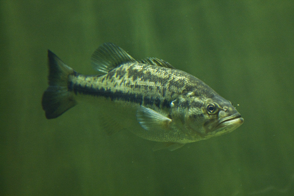 24 Incredible Largemouth Bass Facts – Bass Fishing Facts