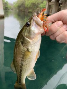 Review: Chasebaits MUDBUG – The Craw With Balls! – Bass Fishing Facts