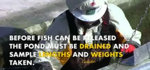 A.E. Woods Fish Hatchery video screenshot