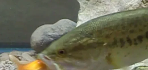 Largemouth bass eating a goldfish