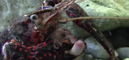 Crawfish eating an earthworm video screenshot