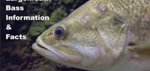 Largemouth bass underwater video screenshot