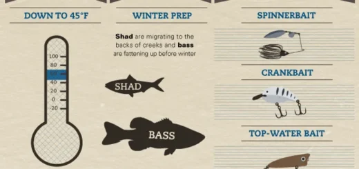 Seasonal feeding habits of largemouth bass